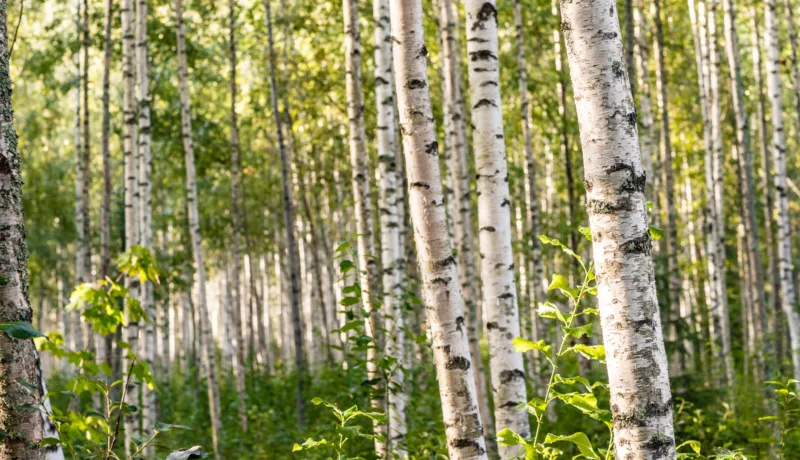 Rethinking Forest Management Planning with Stora Enso